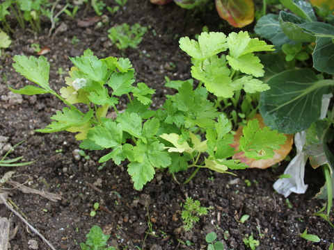 13.	Salsa (Artemisia abrotanum)
Data da fotografia: 27/03/2018
Utilidade/ função na horta: Planta medicinal, utilizada como vermífugo. Usam-se os seus raminhos nos roupeiros para repelir as traças. Propriedades repelentes sobre as pragas.